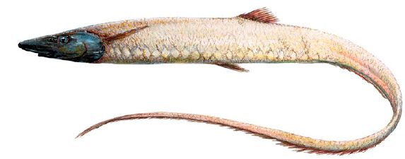 Aldrovandia oleosa _02.jpg